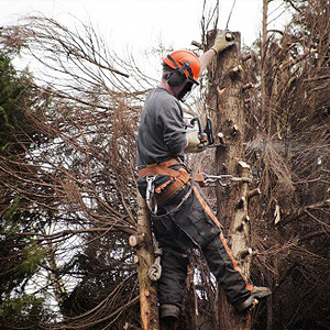 Tree Surgeons Ayr